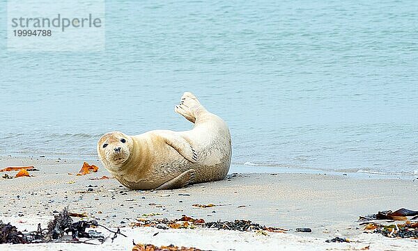 Junger Seehund (Phoca vitulina vitulina) liegt entspannt in niedlicher Pose im Sand am Strand nahe des Wassers  Helgoland  Insel Düne  Nordsee  Schleswig-Holstein  Deutschland  Europa