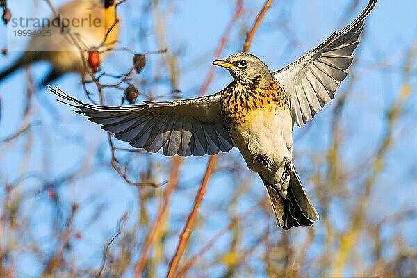 Wacholderdrossel (Turdus pilaris) im Anflug  Frontalaufnahme  Hessen  Deutschland  Europa