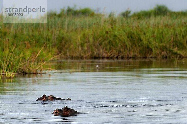 Flusspferd (Hippopotamus amphibius)  Hippopotamus  Tier  Gefahr  gefährlich  frei lebend  Wildnis  Fluss  Flusstier  Okavango Delta am Kwando River im BwaBwata Nationalpark  Namibia  Afrika