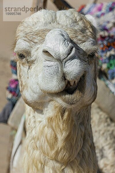 Dromedar (Camelus dromedarius)  Arabisches Kamel im Kopfportrait  Kopf  Tier  Nutztier  Detail  witzig  lustig  Gag  Humor  guckt  Spaß  Mimik  lacht  lachen  Lasttier  Orient  orientalisch  reiten  Kamelreiten  Marokko  Afrika