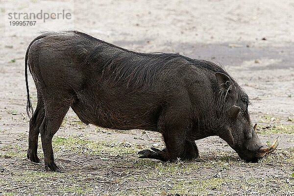 Warzenschwein (Phacochoerus africanus)  Säugetier  frei lebend  Wildnis  Wildschwein  aggressiv  Gefahr  gefährlich  Hörner  im Chobe Nationalpark  Botswana  Afrika