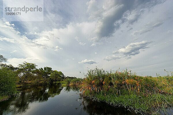 Flussfahrt im Okavango Delta  Schilf  Wolken  Natur  Naturlandschaft  Landschaft  niemand  puristisch  Kwando River  BwaBwata Nationalpark  Namibia  Afrika
