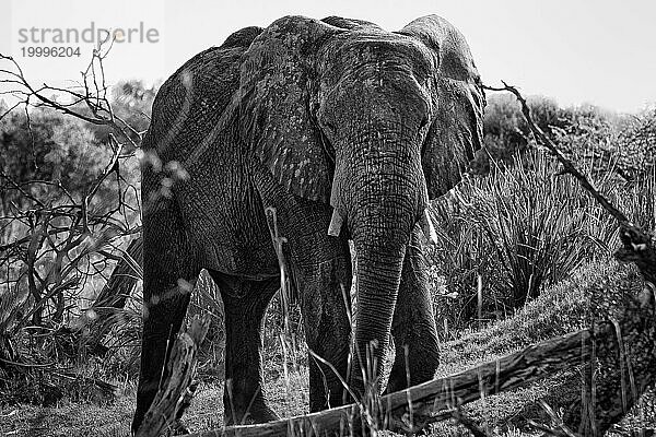 Elefant (Loxodonta africana)  frontal  ganz  Safari  Tourismus  Reise  Schwarz-Weiß  SW  monochrom  Savuti-Region  Chobe Nationalpark  Botswana  Afrika