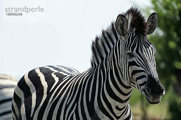 Steppenzebra (Equus quagga)  wild  frei lebend  Safari  Huftier  Tier  Schwarz-weiß  Streifen  gestreift  Muster  Individuell  Nationalpark  Namibia  Afrika