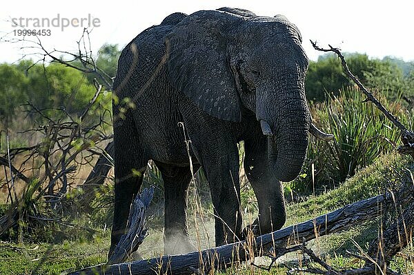 Elefant (Loxodonta africana)  frontal  ganz  Safari  Tourismus  Reise  Savuti-Region  Chobe Nationalpark  Botswana  Afrika