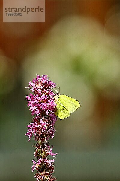 Zitronenfalter (Gonepteryx rhamni) bei der Nahrungsaufnahme an einer Blüte des Blutweiderichs (Lythrum salicaria)  mit Bokeh im Hintergrund  Wilnsdorf  Nordrhein-Westfalen  Deutschland  Europa