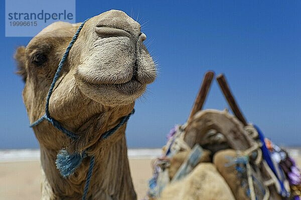 Dromedar (Camelus dromedarius)  Arabisches Kamel im Kopfportrait  Kopf  Tier  Nutztier  Detail  witzig  lustig  Gag  Humor  guckt  Spaß  Mimik  lacht  lachen  Lasttier  Orient  orientalisch  reiten  Kamelreiten  Marokko  Afrika