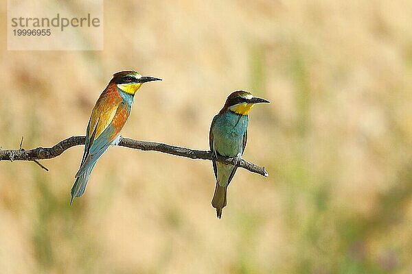 Bienenfresser (Merops apiaster) Tierpaar  sitzten auf einem Ast und blicken in die gleiche Richtung  Vorderansicht und Rückenansicht Rheinland-Pfalz  Deutschland  Europa