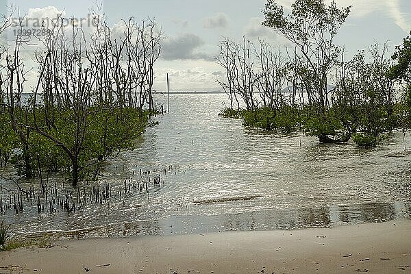Bako National Park  Meer Sandstrand mit Mangroven  sonniger Tag  blauer Himmel und Meer. Urlaub  Reisen  Tropen Konzept  keine Menschen  Malaysia  Kuching  Asien