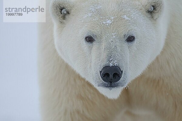 Eisbär (Ursus maritimus) mit Ohrmarkern  frontal  Porträt  Kopf  Kaktovik  Alaska