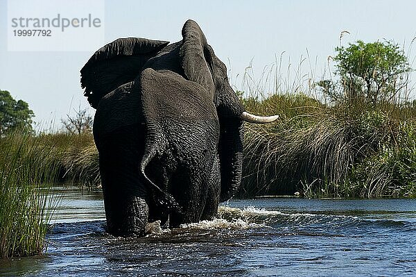 Elefant (Loxodonta africana)  auf der Flucht  Angst  Gefahr  rennt  Fluß  gefährlich  Wildtier  Wilderer  Jagd  wegrennen  im Moanachira-Fluss im Moremi Nationalpark in Botswana