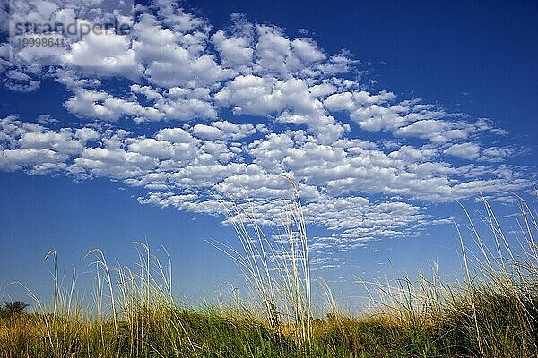 Uferlandschaft  Natur  Naturlandschaft  Fluss  Flussufer  Schilf  Morgenstimmung  Blauer Himmel  freundlich  Emotion  Stimmung  Wolken  puristisch  Gräser  Gras am Moanachira Fluss im Okavango Delta  Botswana  Afrika