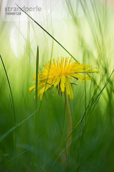 Ein einzelner gelber Löwenzahn zwischen Grashalmen  Gewöhnlicher Löwenzahn (Taraxacum sect. Ruderalia) auf Wiese  unscharfer Hintergrund mit Sonnenfleck  Bokeh  Lüneburger Heide  Niedersachsen  Deutschland  Europa