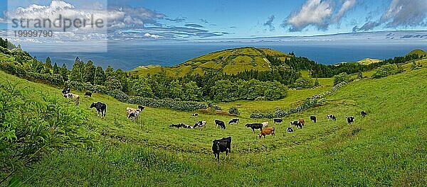 Herde von Kühen auf grünen Weiden  umgeben von hügeliger Vulkanlandschaft unter heiteren Himmel  Caldeira das Sete Cidades  Sete Cidades  Insel Sao Miguel  Azoren  Portugal  Europa