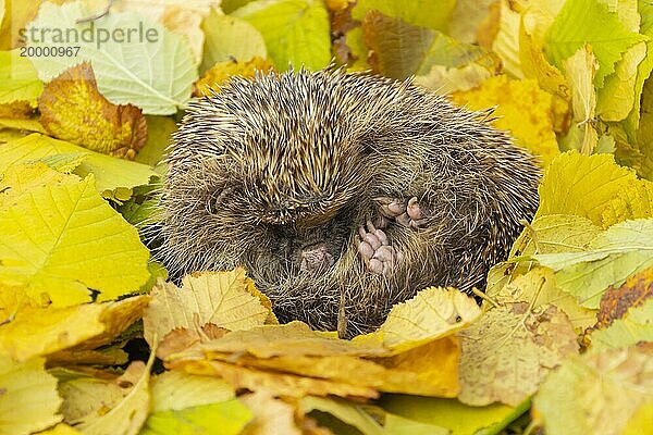 Braunbrustigel (Erinaceus europaeus)  erwachsenes Tier  schlafend auf gefallenem Herbstlaub  Suffolk  England  Großbritannien  Europa