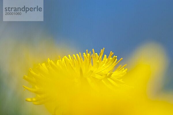 Eine einzelne gelbe Blüte vor blauem Himmel erzeugt ein fröhliches Gefühl  Mausperspektive  Gewöhnlicher Löwenzahn (Taraxacum sect. Ruderalia) auf einer Wiese im Sonnenlicht  künstlerische Makroaufnahme  Nahaufnahme  unscharfer Vordergrund und Hintergrund  Allertal  Niedersachsen  Deutschland  Europa