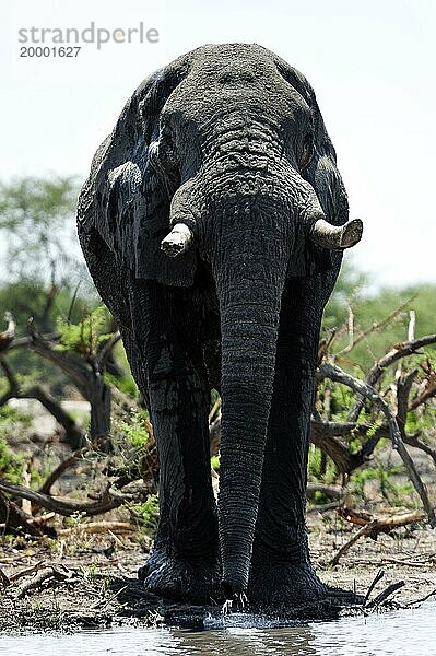 Elefant (Loxodonta africana)  frontal  ganz  Wasserloch  trinkend  trinkt  Wasser  Durst  durstig  Safari  Tourismus  Reise  Savuti-Region  Chobe Nationalpark  Botswana  Afrika