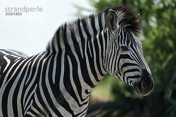 Steppenzebra (Equus quagga)  wild  frei lebend  Safari  Huftier  Tier  Schwarz-weiß  Streifen  gestreift  Muster  Individuell  Nationalpark  Namibia  Afrika