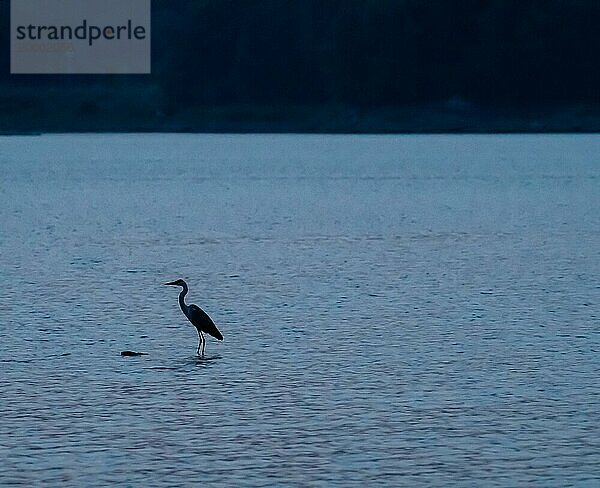 Silhouette eines Graureihers  der in einem Fluss steht  aufgenommen nach Sonnenuntergang