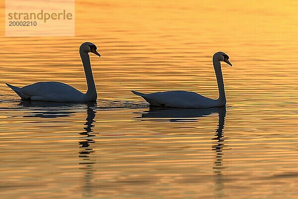 Höckerschwan (Cygnus olor) Silhouette im Wasser bei Sonnenuntergang. Bas-Rhin  Elsass  Grand Est  Frankreich  Europa