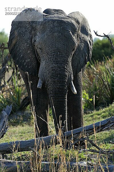 Elefant (Loxodonta africana)  frontal  ganz  Safari  Tourismus  Reise  Savuti-Region  Chobe Nationalpark  Botswana  Afrika