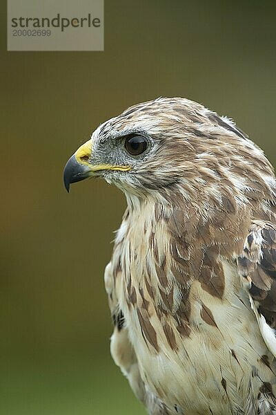 Mäusebussard (Buteo buteo) erwachsener Vogel Kopfportrait  Vereinigtes Königreich  Gefangenschaft