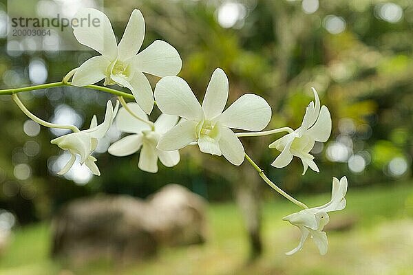 Weiße Orchidee Blume im botanischen Garten  selektiver Fokus  Kopie Raum  Malaysia  Kuching Orchidee Park  Asien
