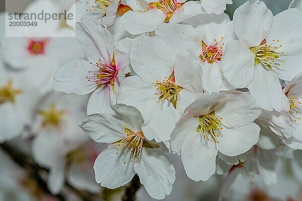 Nahaufnahme von wunderschön zarten  fröhlichen Blüten mit weichem  unscharfem Hintergrund  Südkorea  Südkorea  Asien