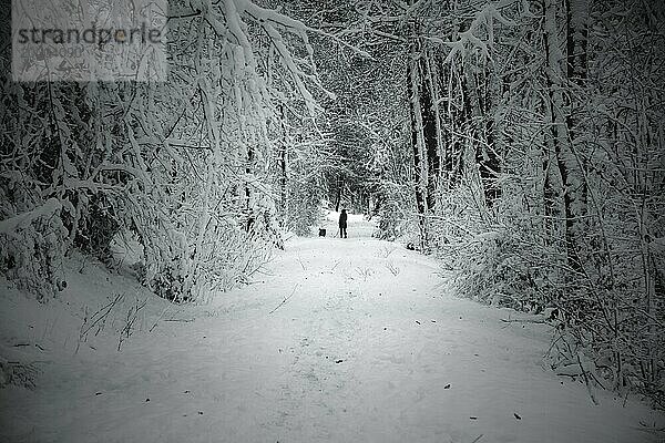 Zwei Personen spazieren in der Ferne auf einem schneebedeckten Pfad im Wald  Wuppertal Vohwinkel  Nordrhein-Westfalen  Deutschland  Europa