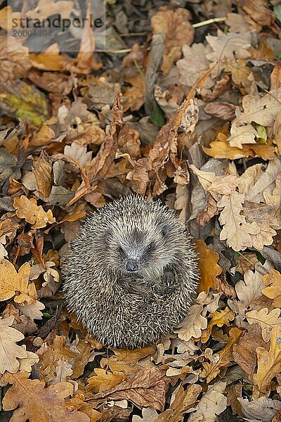 Braunbrustigel (Erinaceus europaeus)  erwachsenes Tier  ruhend auf gefallenem Herbstlaub  Suffolk  England  Großbritannien  Europa