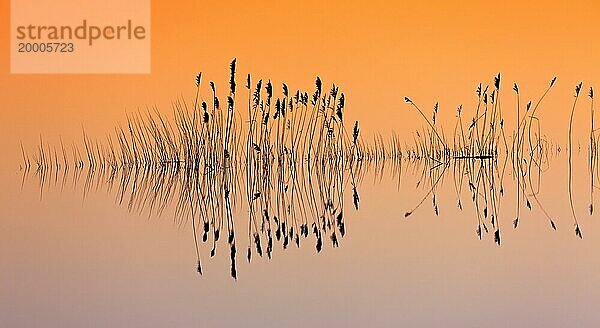 Reflexion von Schilfstängeln Silhouetten im Wasser des Teiches bei Sonnenuntergang im Winter