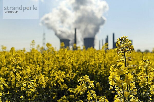 Blühendes Rapsfeld im Gegenlicht mit dahinter stehendem Kohlekraftwerk