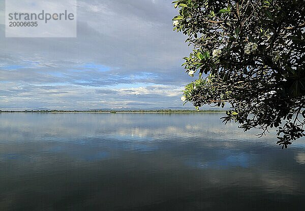 Frangipaniblüten beruhigen das Wasser des Sees Polonnaruwa  nördliche Zentralprovinz  Sri Lanka  Asien
