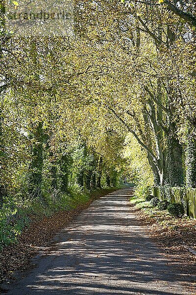 Ruhige  von Bäumen gesäumte Landstraße im Herbst Lockeridge  Wiltshire  England  UK