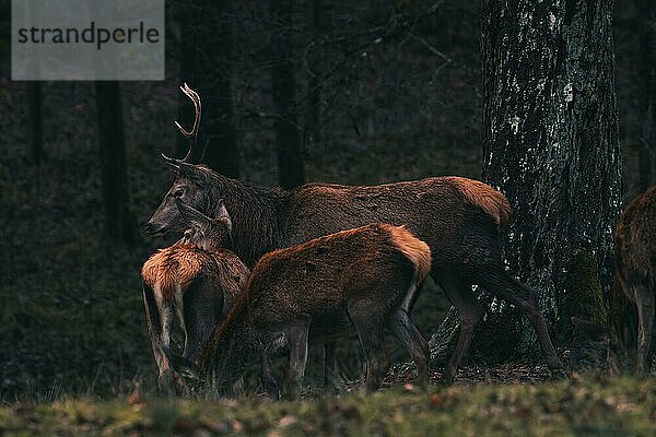 Eine Gruppe von Hirschen steht schützend zusammen im Wald  Stuttgart  Baden-Württemberg  Deutschland  Europa