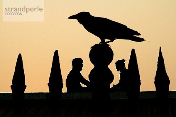 Silhouette eines Paares und einer Krähe  ehemalige französische Kolonie Pondicherry oder Puducherry  Tamil Nadu  Indien  Asien