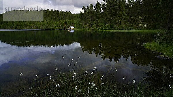 Wollgras (Eriophorum) am Ufer eines See  Querformat  Landschaftsaufnahme  Landschaftsfoto  Wolken  Spiegelung  Tynset  Innlandet  Norwegen  Europa