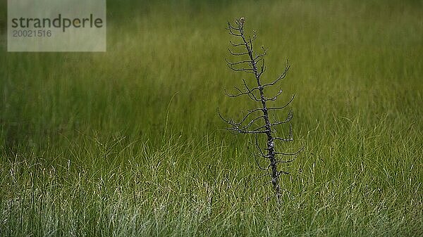 Abgestorbene Fichte (Picea) im Sumpf  ein  Nadelbaum  Querformat  Querformat  Landschaftsaufnahme  Naturfoto  Nauraufnahme  Natur  Sumpfpflanzen  Tynset  Innlandet  Norwegen  Europa