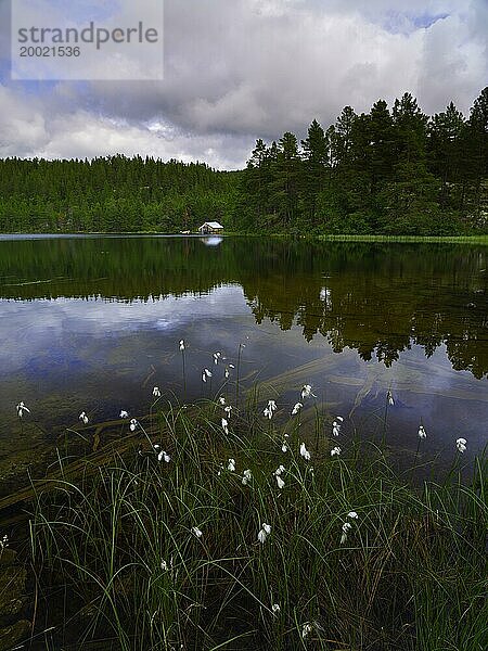 Wollgras (Eriophorum) am Ufer eines See  Hochformat  Landschaftsaufnahme  Landschaftsfoto  Wolken  Spiegelung  Tynset  Innlandet  Norwegen  Europa