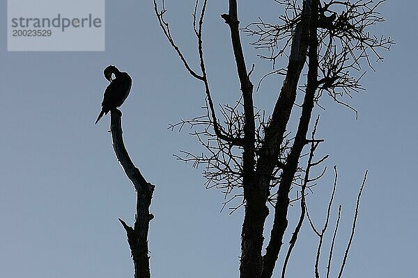 Silhouette eines jungen Kormorans  Vogel putzt sich  Magdeburg  Sachsen-Anhalt  Deutschland  Europa