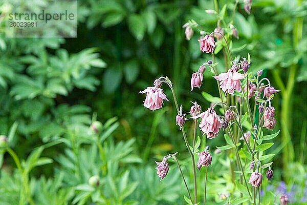 Schöne Akelei oder Aquilegia rosa Blüten im Garten  selektiver Fokus