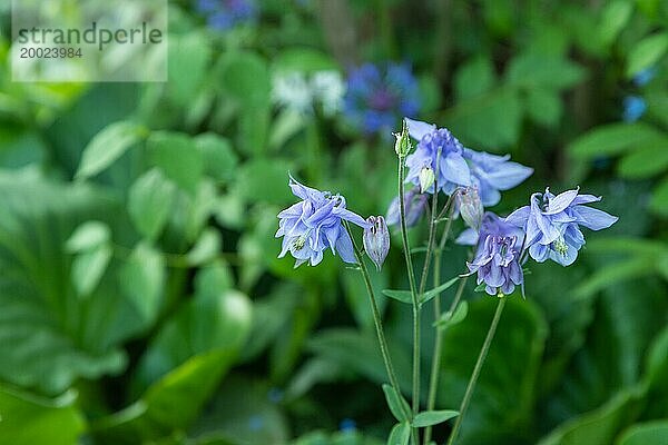 Schöne blaue Akelei oder Aquilegia Blüten im Garten  selektiver Fokus
