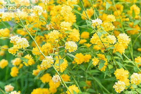 Japanische Kerria Blumen von gelber Farbe im Garten  selektiver Fokus