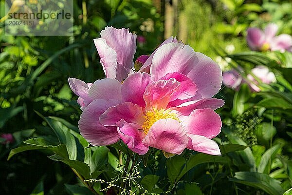 Schöne Pfingstrose rosa Blumen im Garten  selektiver Fokus