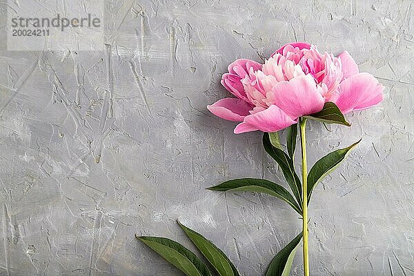 Schöne Pfingstrose rosa Blumen auf grauem Beton Hintergrund  flach legen  Draufsicht  Kopie Raum
