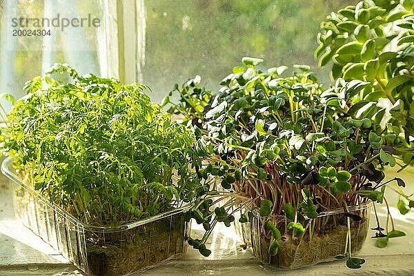 Kästen mit mikrogrünen Sprossen von Ringelblumen und Radieschen auf der weißen Fensterbank. Tageslicht  natürliches Sonnenlicht. Seitenansicht  Nahaufnahme  selektiver Fokus