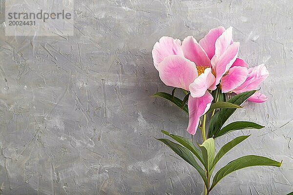 Schöne Pfingstrose rosa Blumen auf grauem Beton Hintergrund  flach legen  Draufsicht  Kopie Raum
