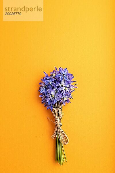 Frühling Schneeglöckchen Blumen bluebells orange Pastell Hintergrund. Ansicht von oben  flach legen  kopieren Raum  Stillleben. Schönheit  Frühling Konzept
