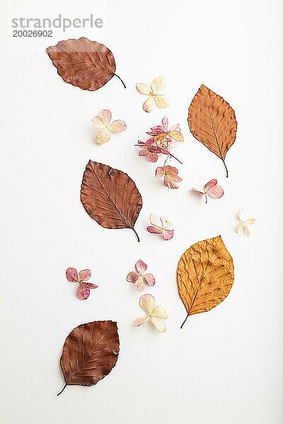 Komposition mit gelber und brauner Buche Herbst Blätter und Hortensienblüten  Mockup auf weißem Hintergrund. Leer  flach legen  Draufsicht  Stillleben  Nahaufnahme