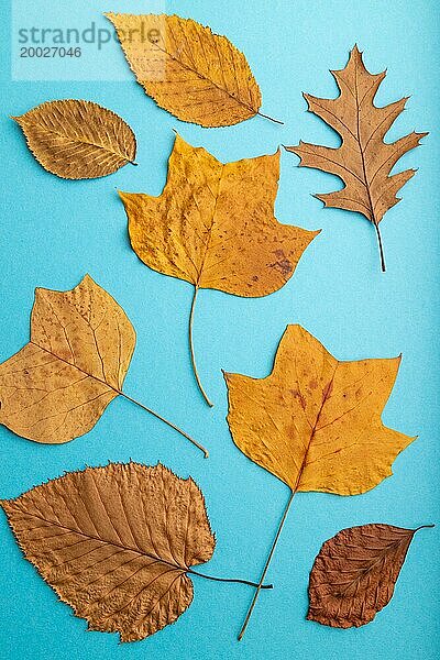 Komposition mit gelben und braunen Herbstblättern auf blauem pastellfarbenem Hintergrund. flat lay  Draufsicht  Stillleben  Nahaufnahme